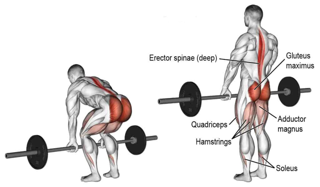What is the Posterior Chain